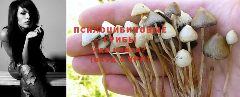 Псилоцибиновые грибы GOLDEN TEACHER  где можно купить наркотик  Полевской 